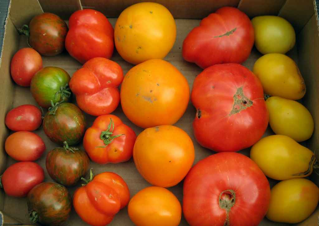Oldcook : plusieurs variétés de tomates